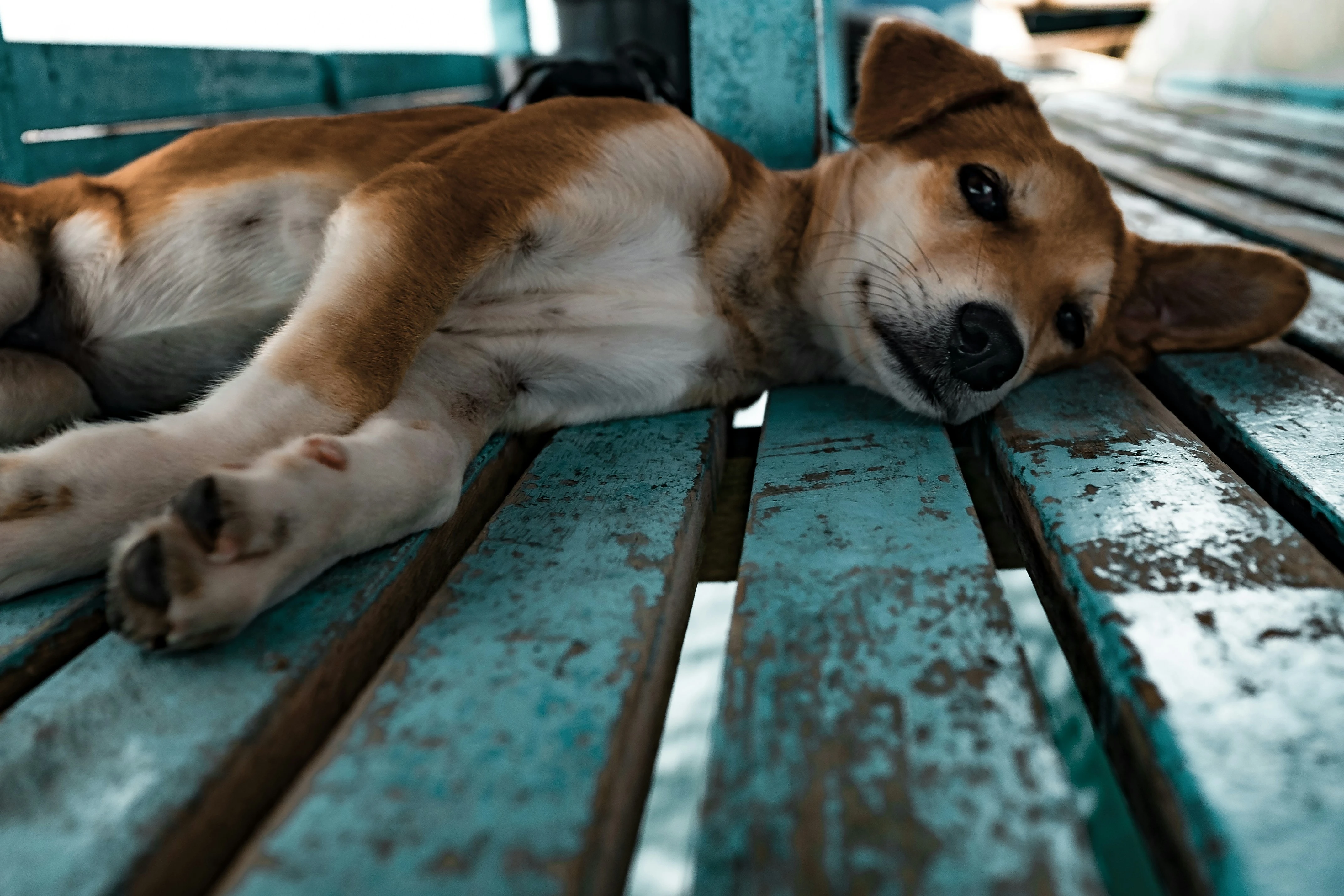 Brown dog laying on blue wooden floor