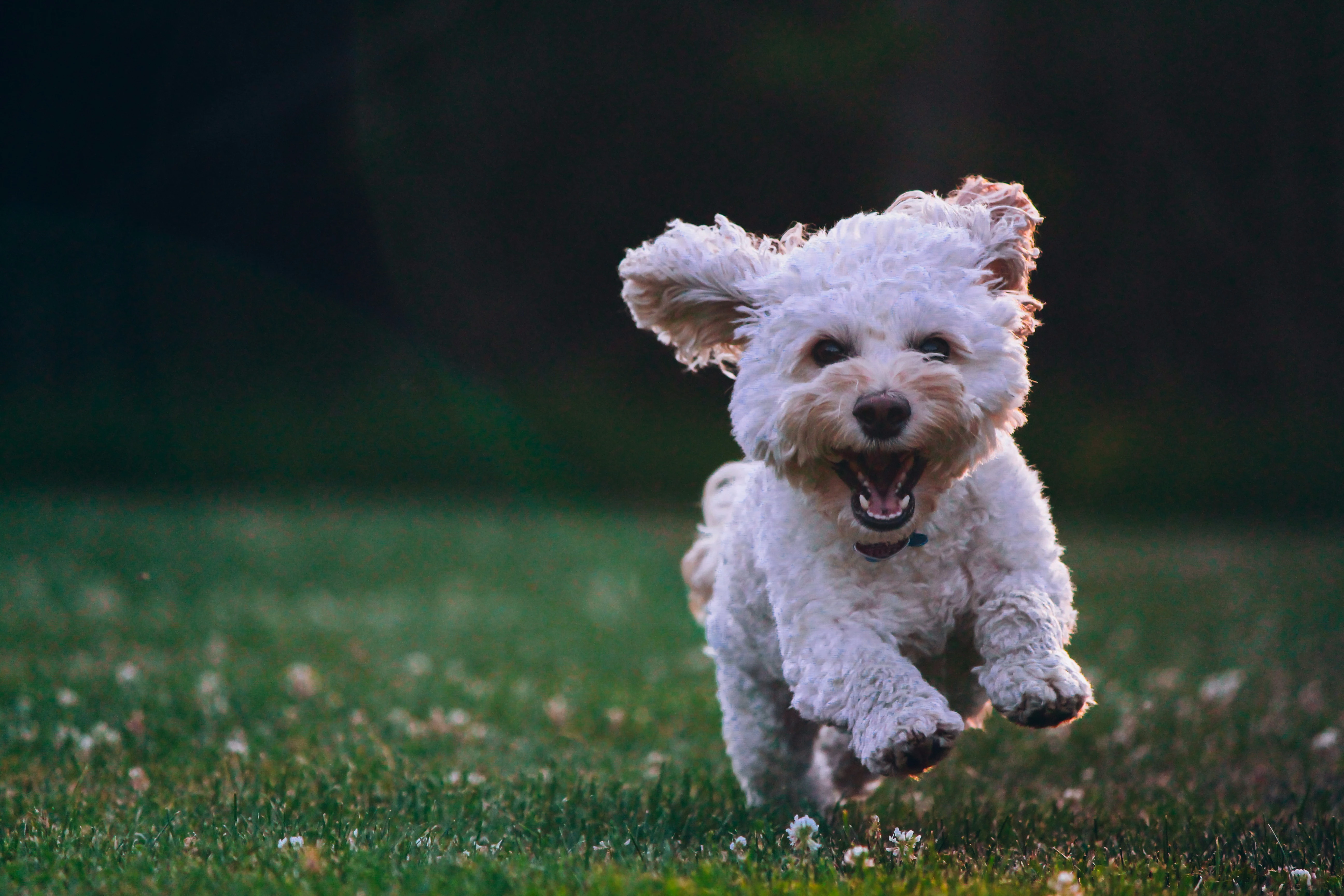 Small white dog running through grass