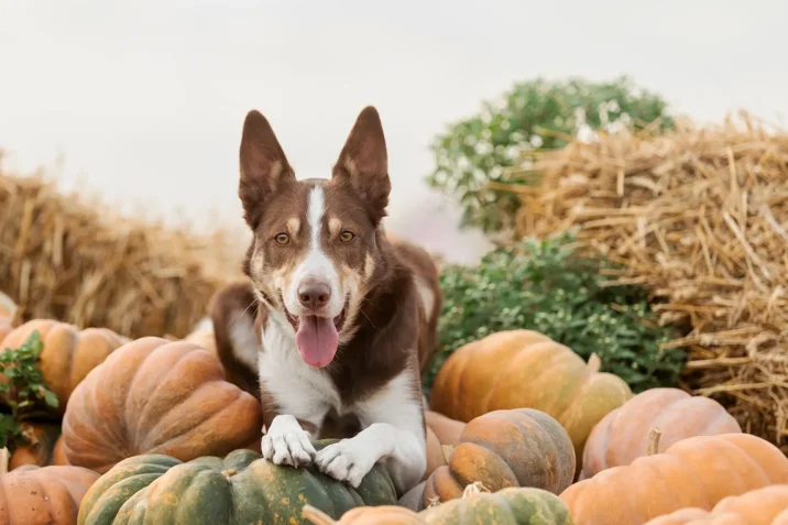 Dog on pumpkins November 1-3