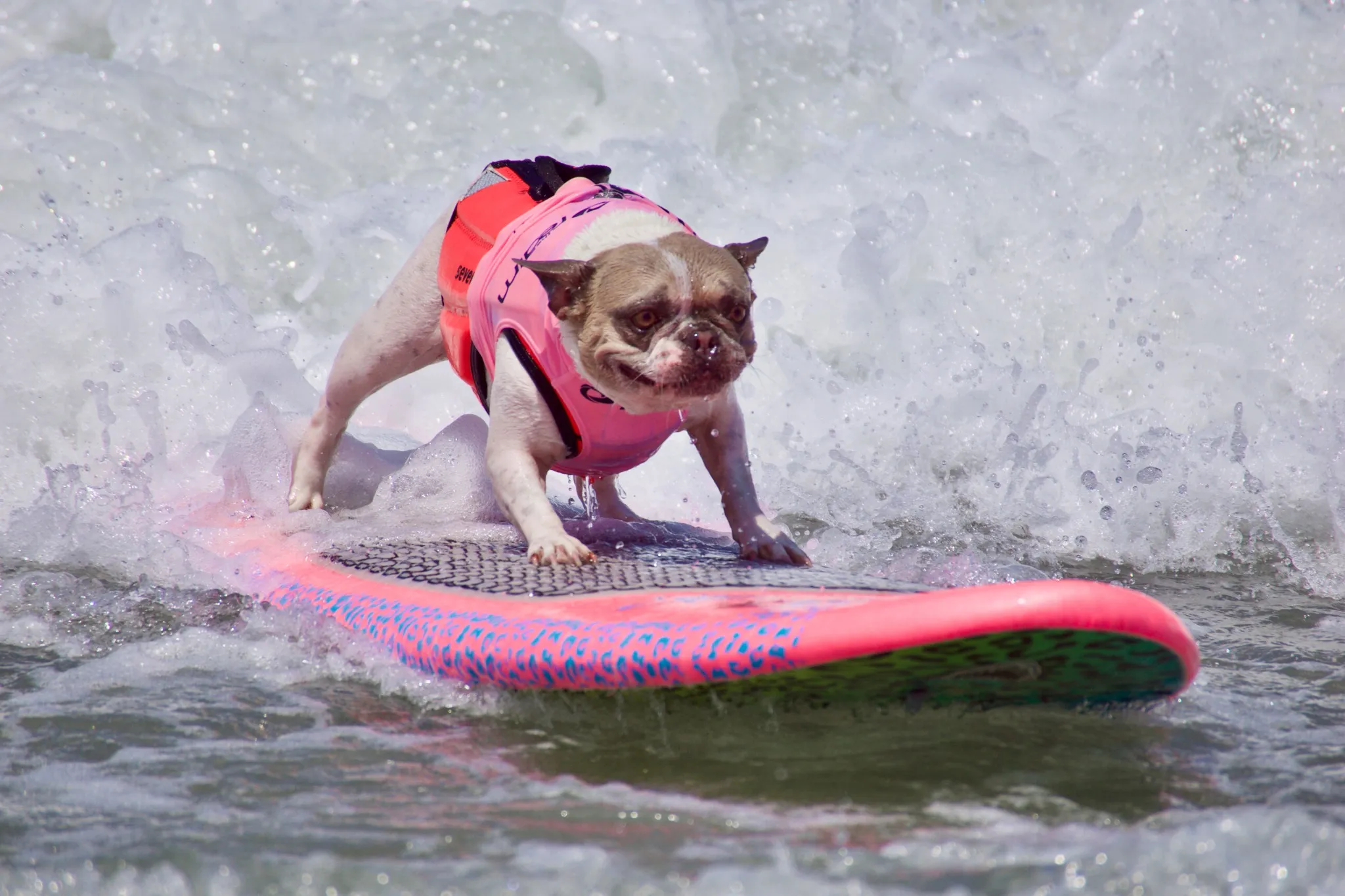 Dog surfing on a surfboard at the beach